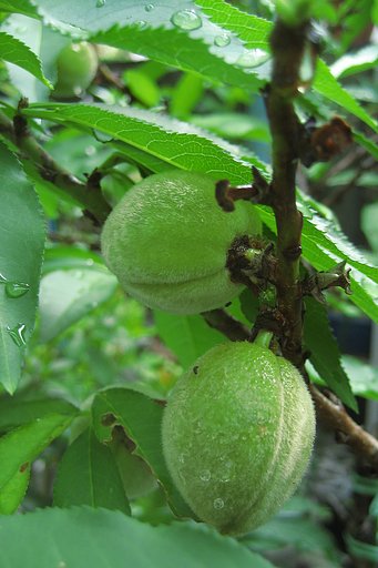 「花桃の実」花から果実へ（便乗）