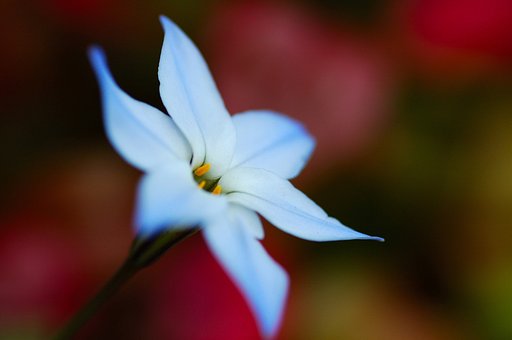 一輪の花