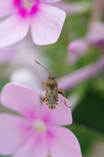 カメムシの仲間