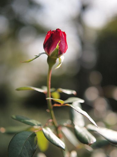 綺麗な薔薇になれますように