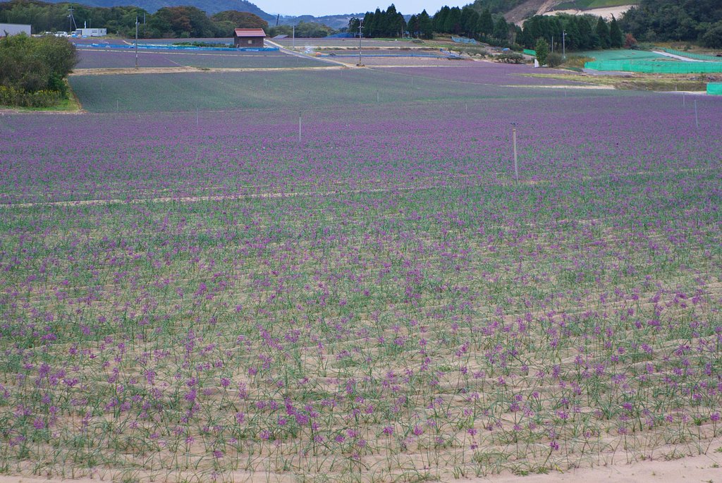鳥取砂丘のラッキョウ畑!