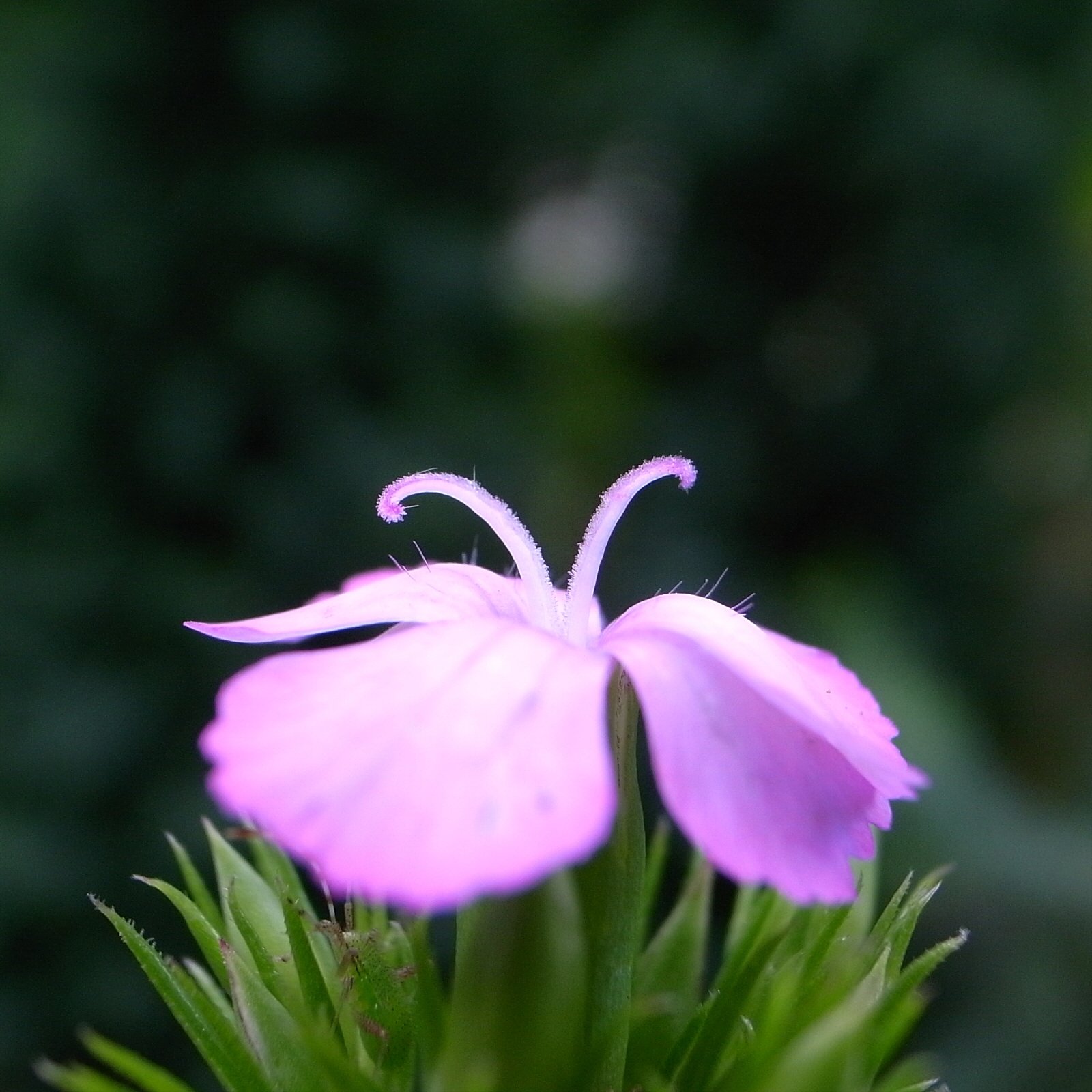 フジナデシコの芯です