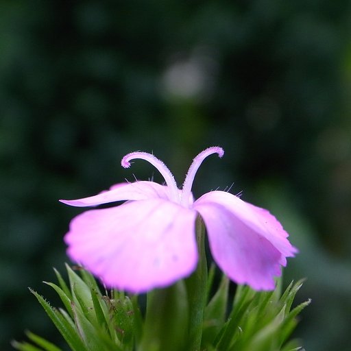 フジナデシコの芯です