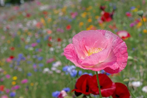 花フェスタ（その２）
