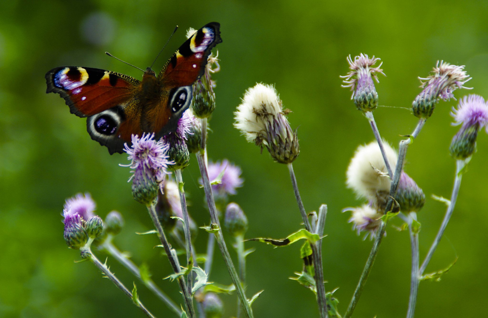 Motyl