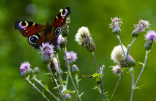 Motyl