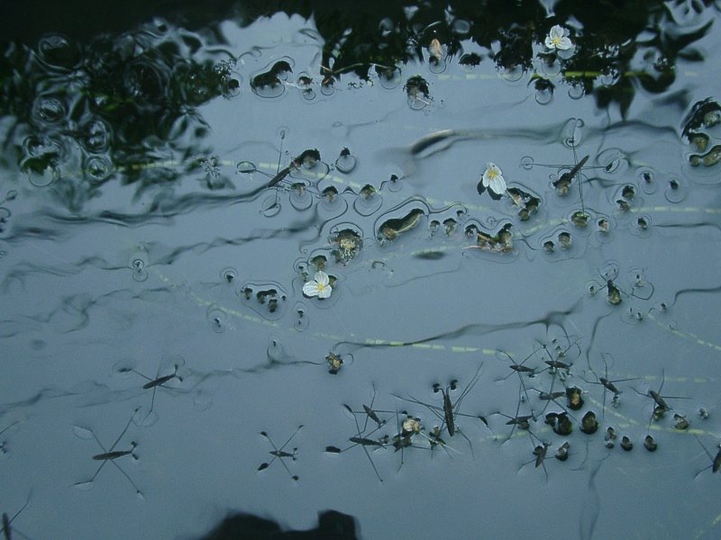 水草の花とアメンボウ