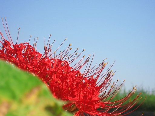 秋の空、彼岸花