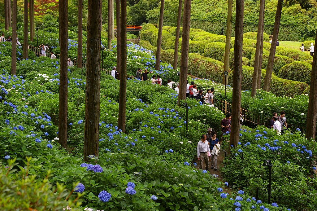 紫陽花寺