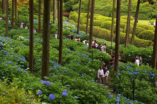 紫陽花寺