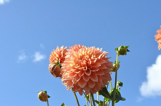 ダリアでしょう♪