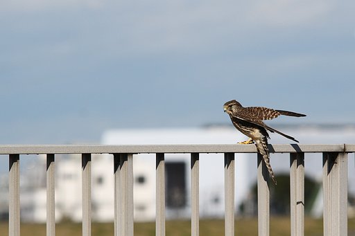 試し鳥（撮り）