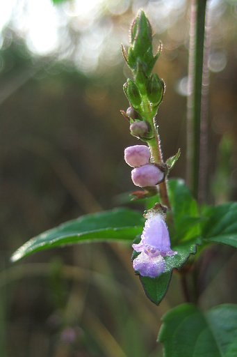 水玉いっぱいの小花