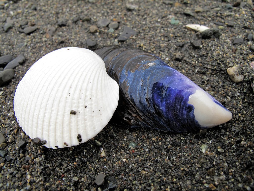 [水]貝たちも秋色かな？