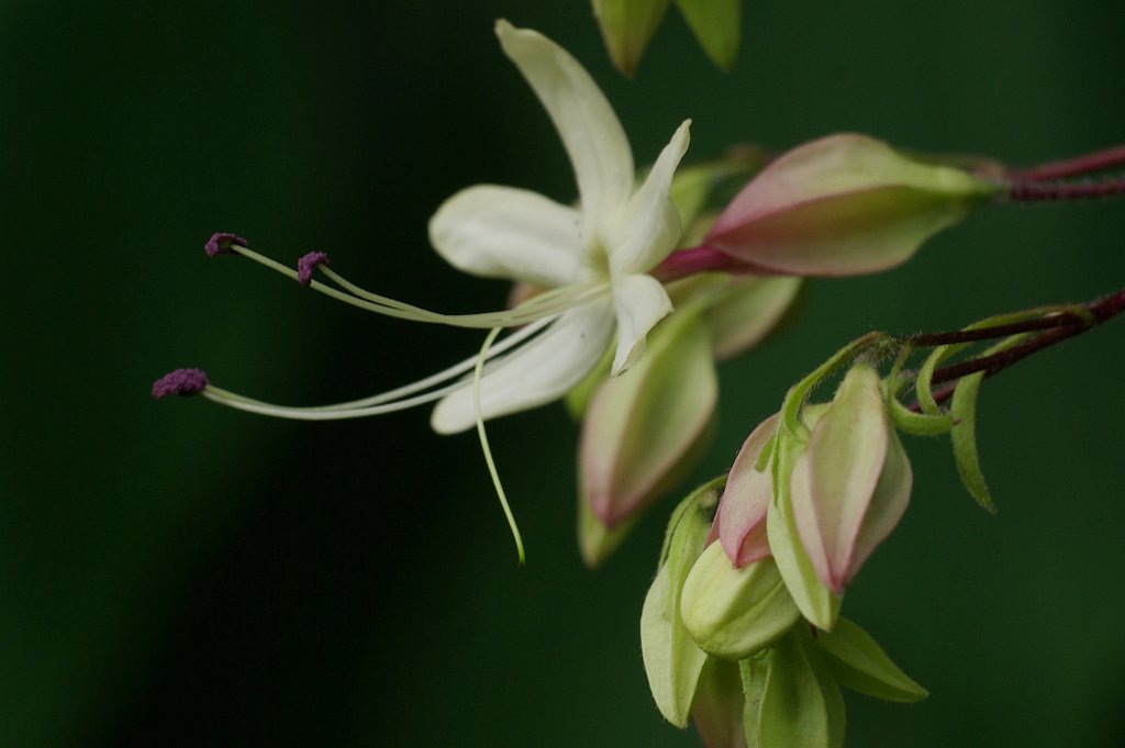 紫の花粉