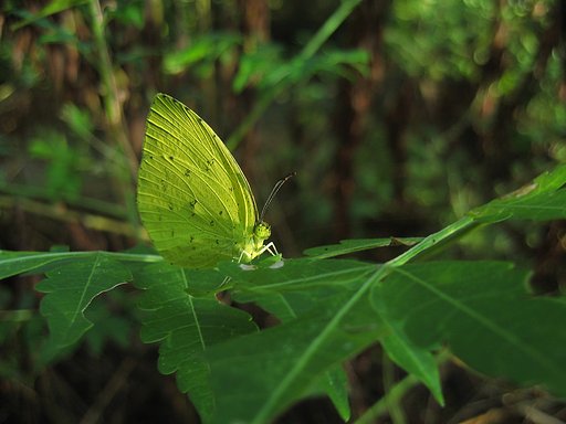 木漏れ日の中のキタキチョウ