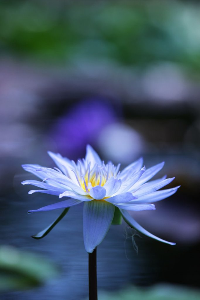 Ice Blue