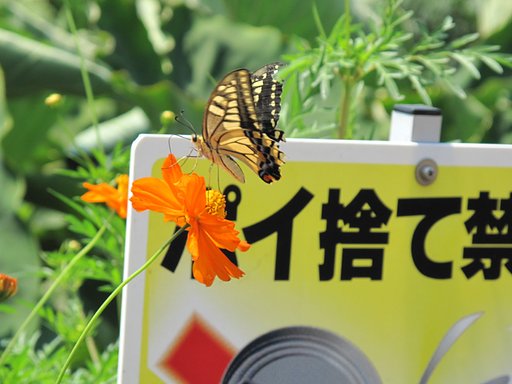 私を捨てないで！