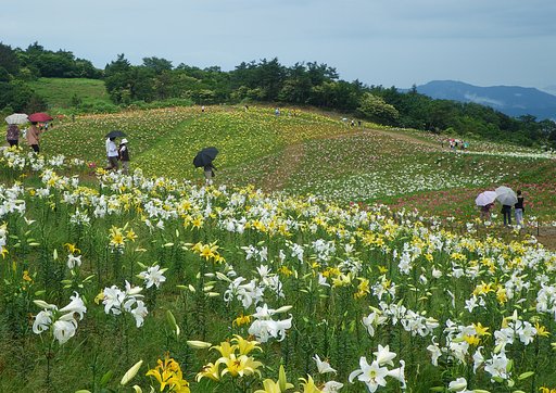 箱館山ゆり園