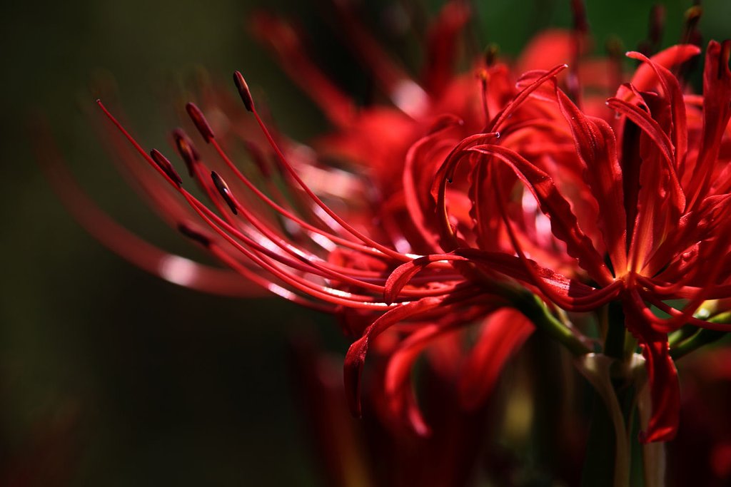 紅艶