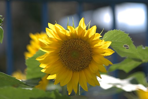 保育園児をさわやかにお出迎え
