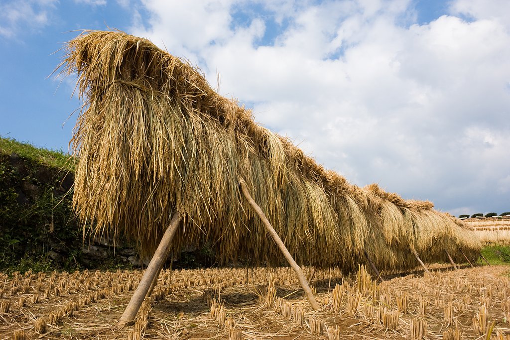 ヒヒ〜〜ン♪　パッカパッカ♪