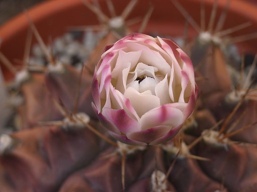 「毛」その9-トゲ