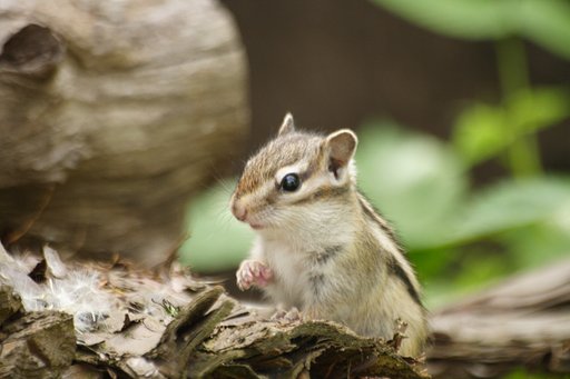 リスの子供が出てきたよ