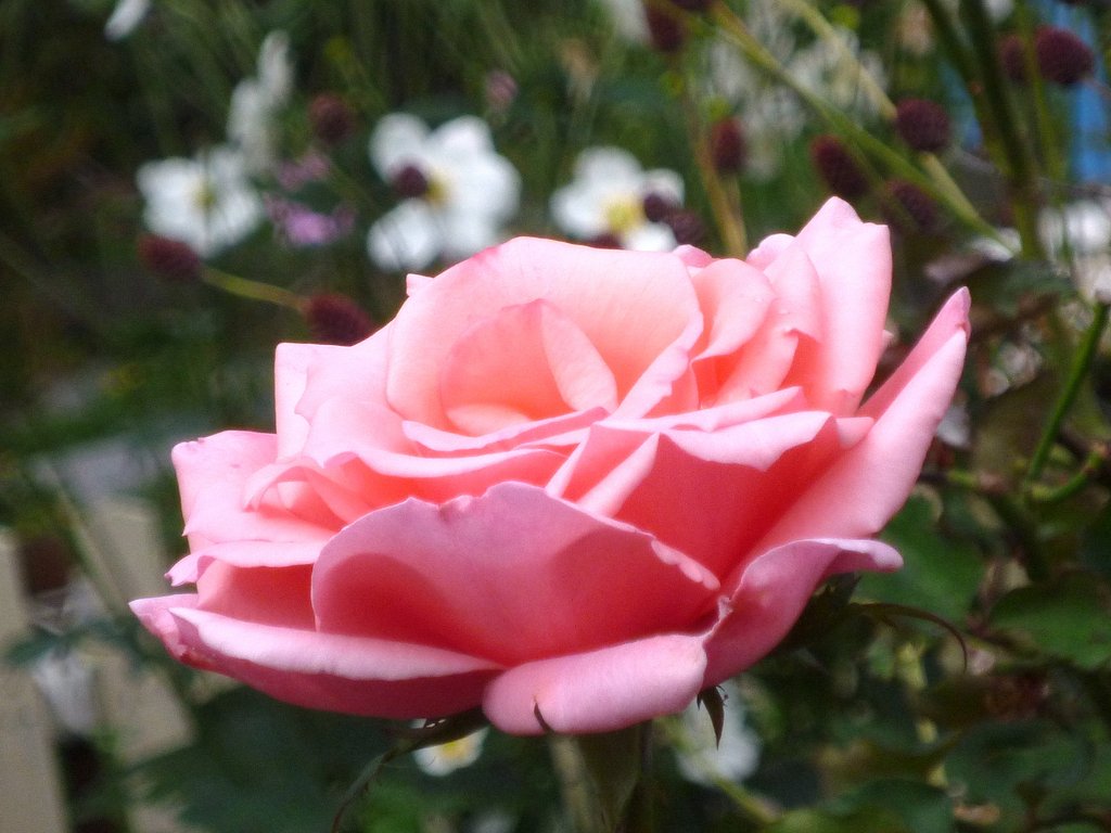 薔薇