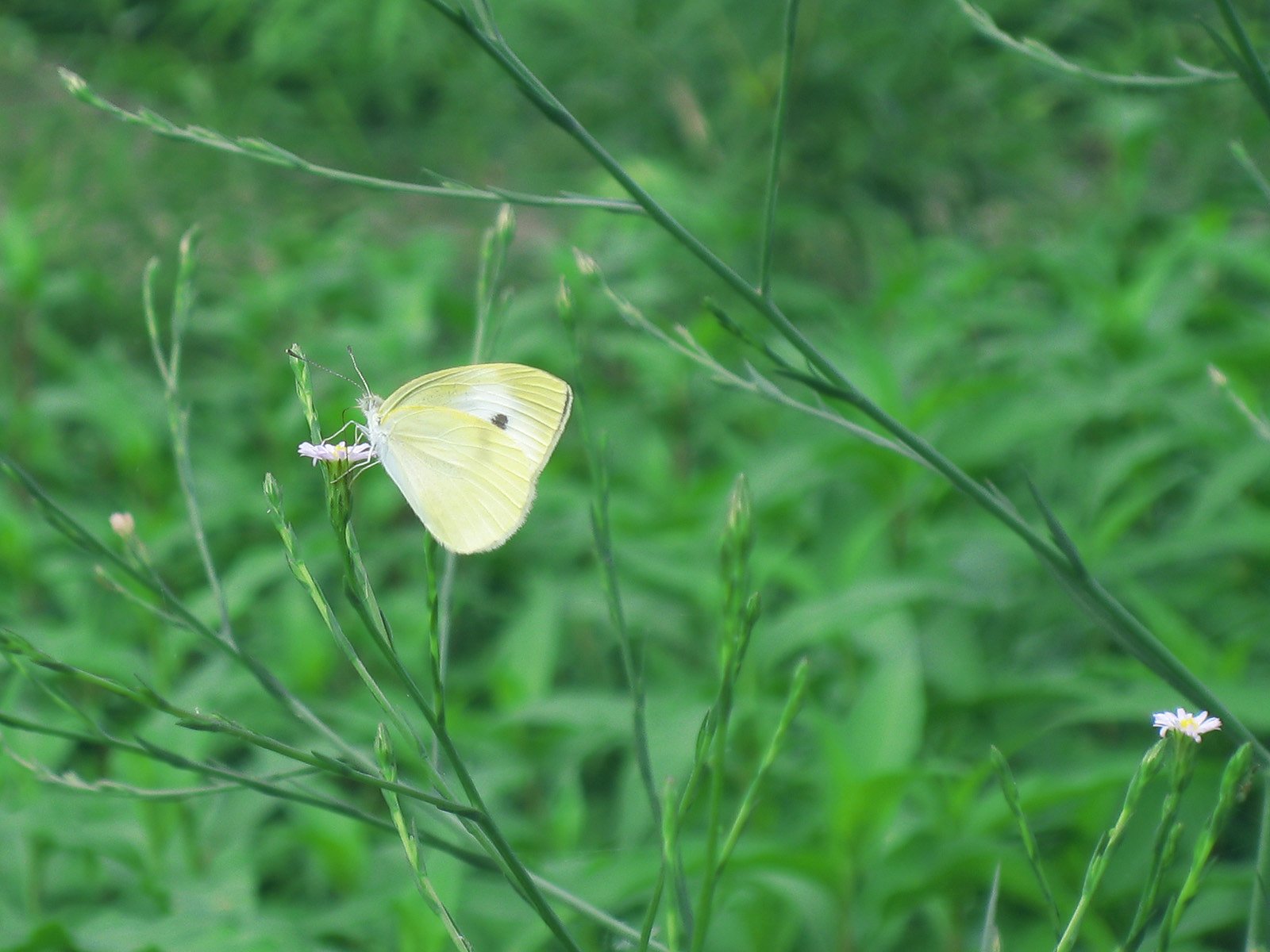 河原の小花とモンシロチョウ