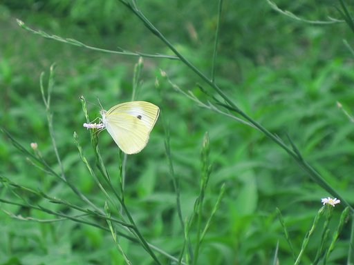 河原の小花とモンシロチョウ