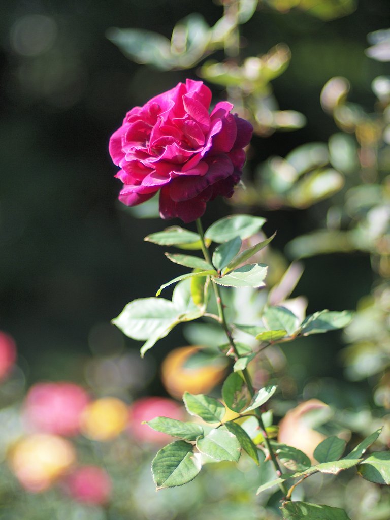 名もなき薔薇