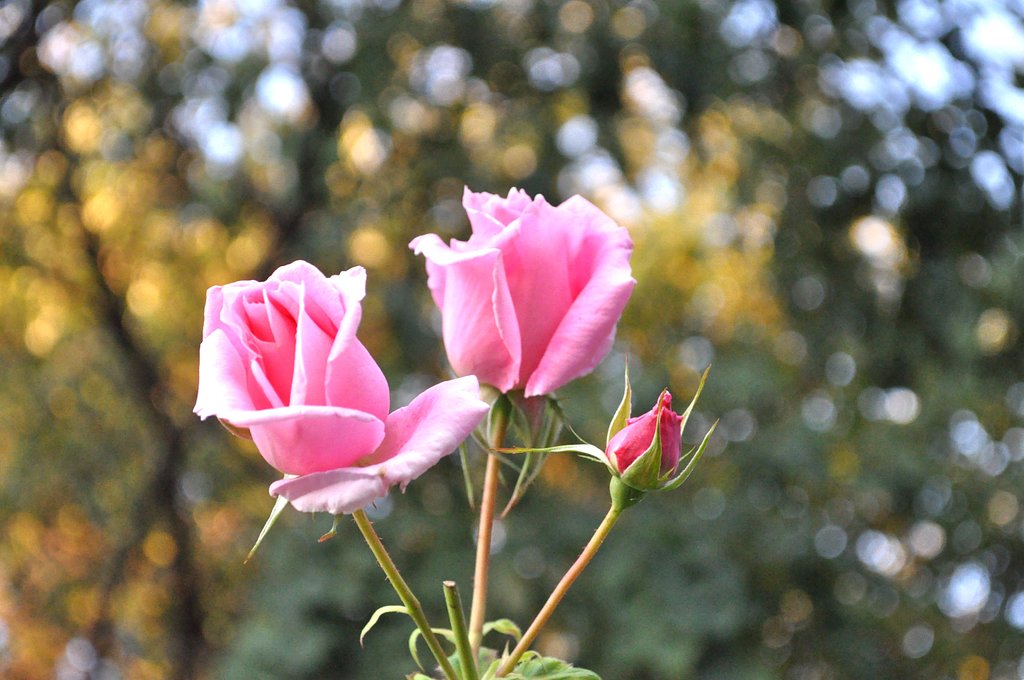 淡いピンク薔薇♪