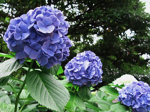 紫陽花青々
