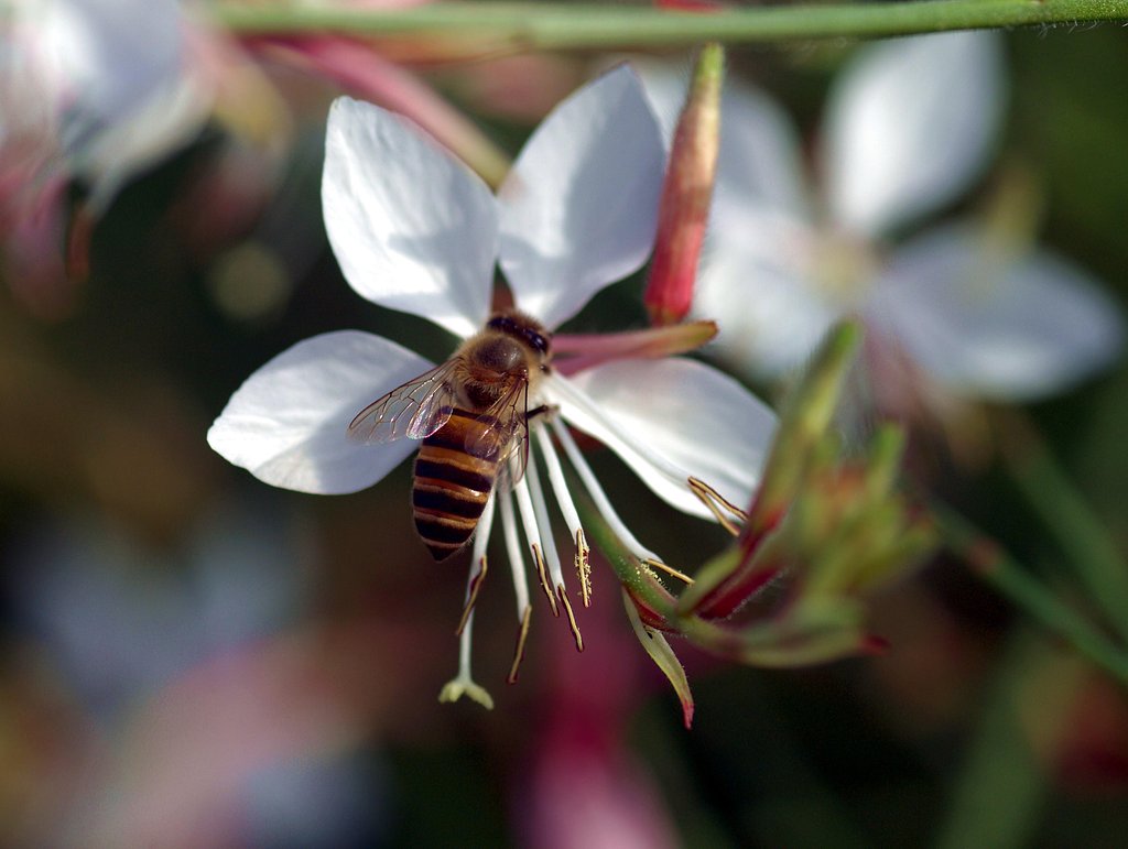 BEE
