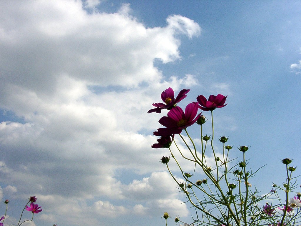 ★秋にそよぐコスモス-25