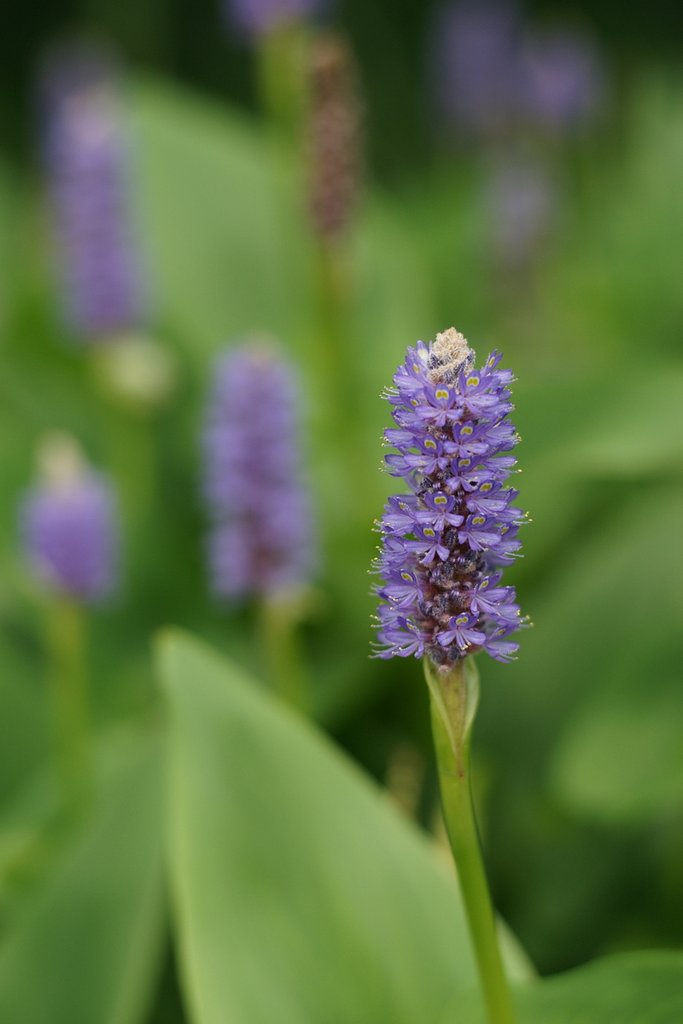 CONTAX Planar 1.4/85 T* AEG