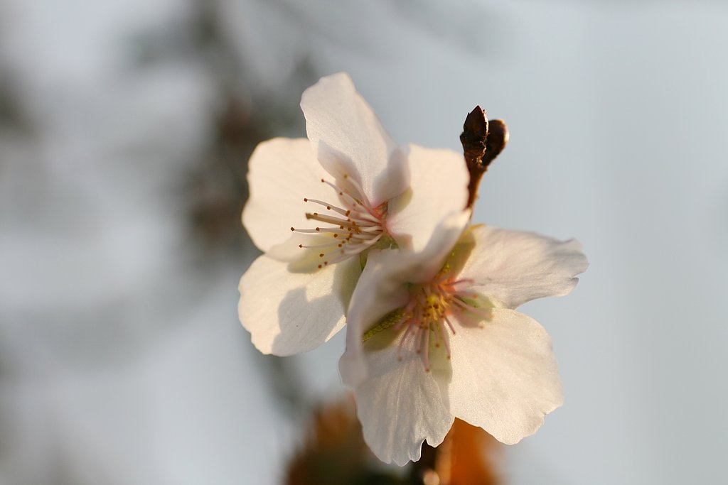 桜が咲いた