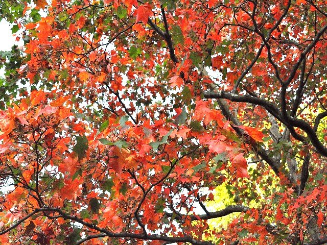 紅葉