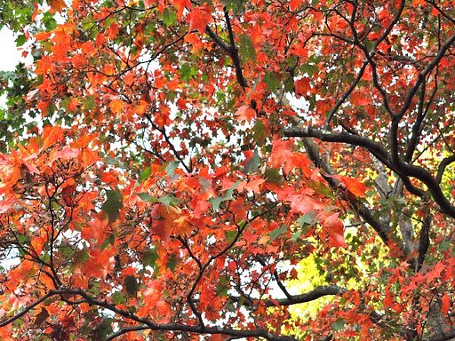 紅葉