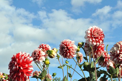 紅白ダリア