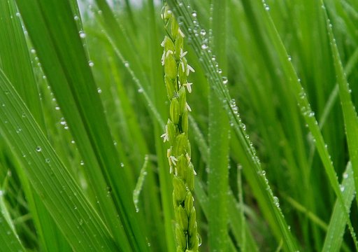 山陰奥地のコシヒカリの花