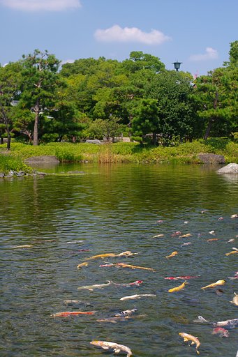【水】庭園の鯉２