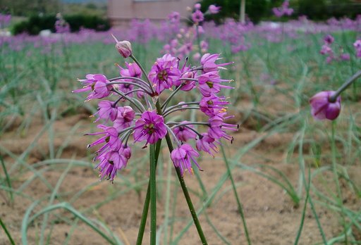 ラッキョウの花