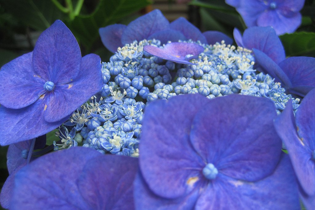 ガク紫陽花の青