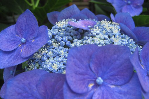 ガク紫陽花の青