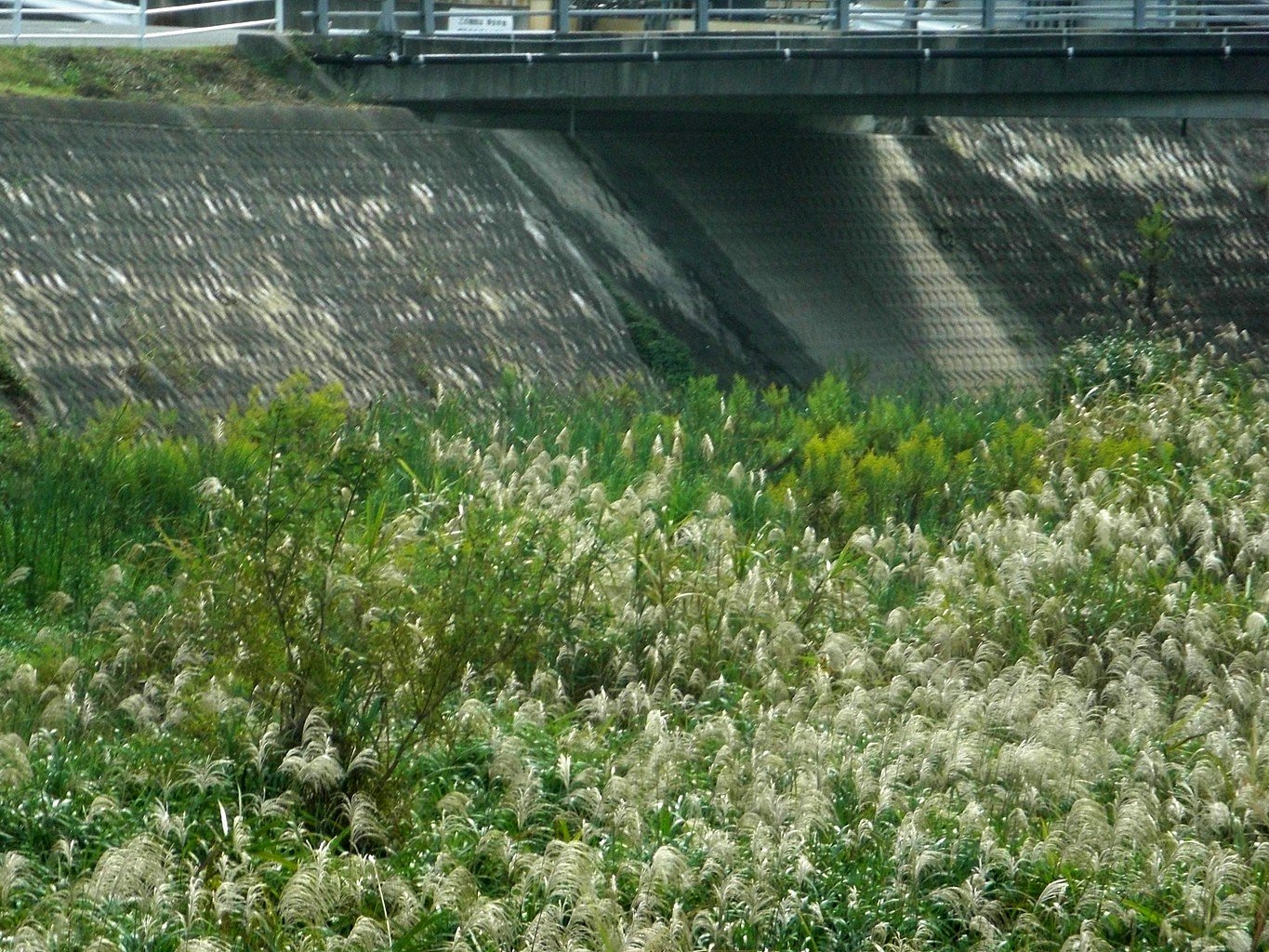 河川敷
