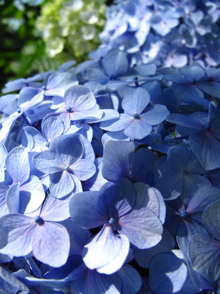 紫陽花☆