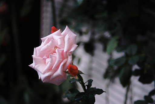 薔薇