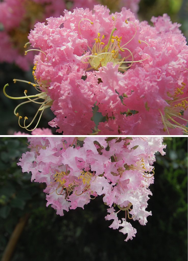 花の色